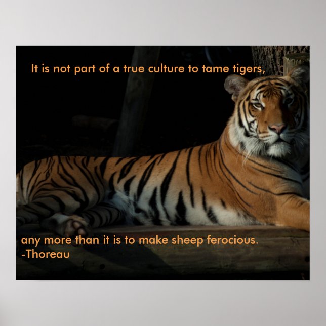 Affiche de devis de tigre (Devant)