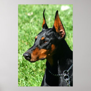 Affiche de Doberman
