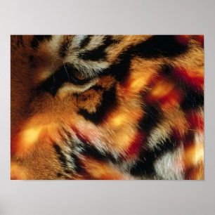 Affiche de faune en gros plan de l'Œil de Tigre Do