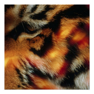 Affiche de faune en gros plan de l'Œil de Tigre Do