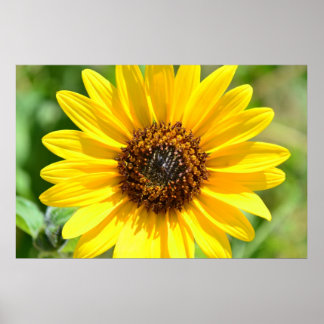 Affiche de fermeture du tournesol