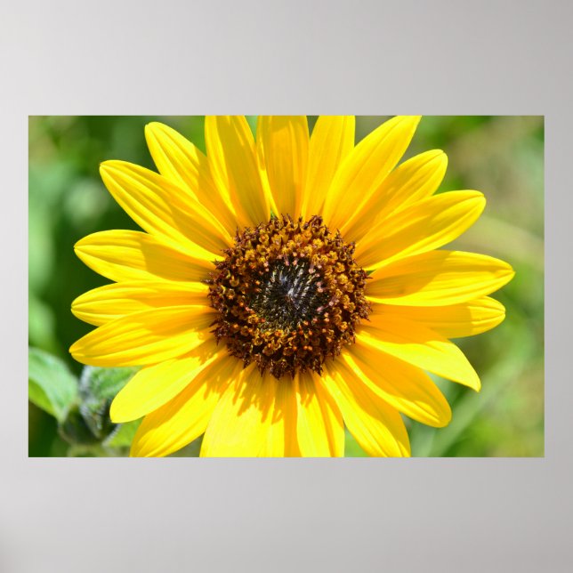 Affiche de fermeture du tournesol (Devant)
