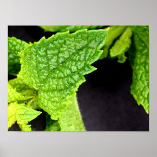 Affiche de feuille de menthe