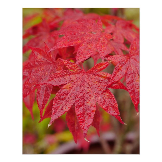 Affiche de feuilles d'érable japonais (Devant)
