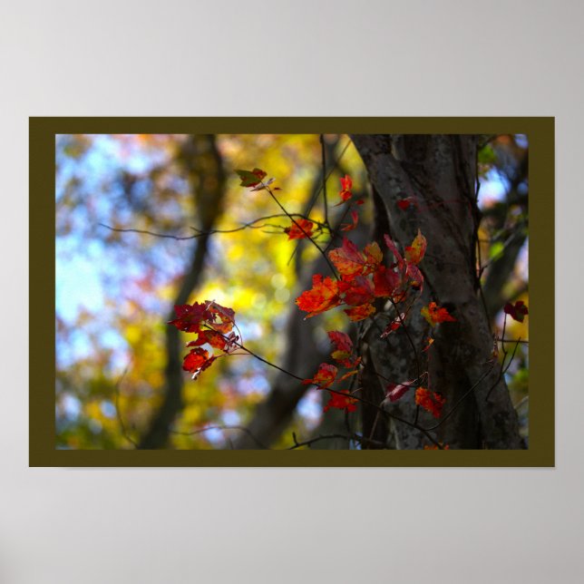 Affiche de feuilles et branches rouges (Devant)