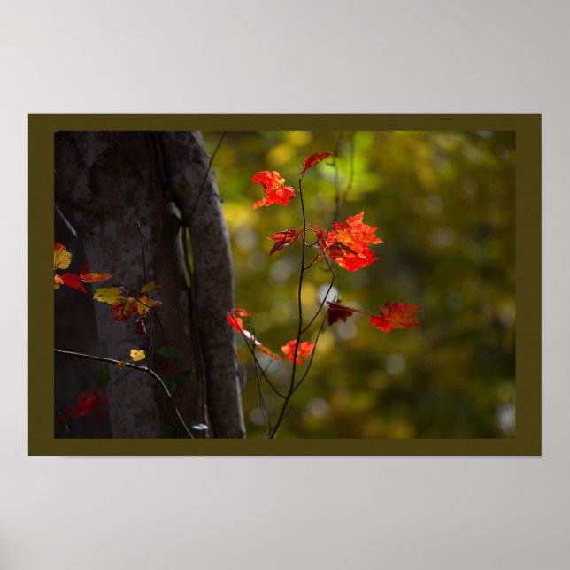 Affiche de feuilles et de branches rouges (Devant)