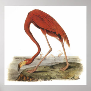 Affiche de Flamant rose d'Audubon