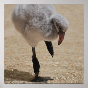 Affiche de Flamant rose de bébé