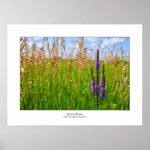 Affiche de fleur de prairie