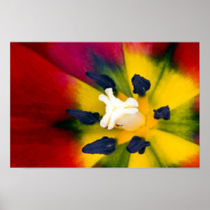 Affiche de fleur de tulipe rouge
