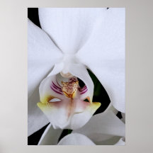 Affiche de fleur d'orchidée blanche