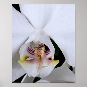 Affiche de fleur d'orchidée blanche