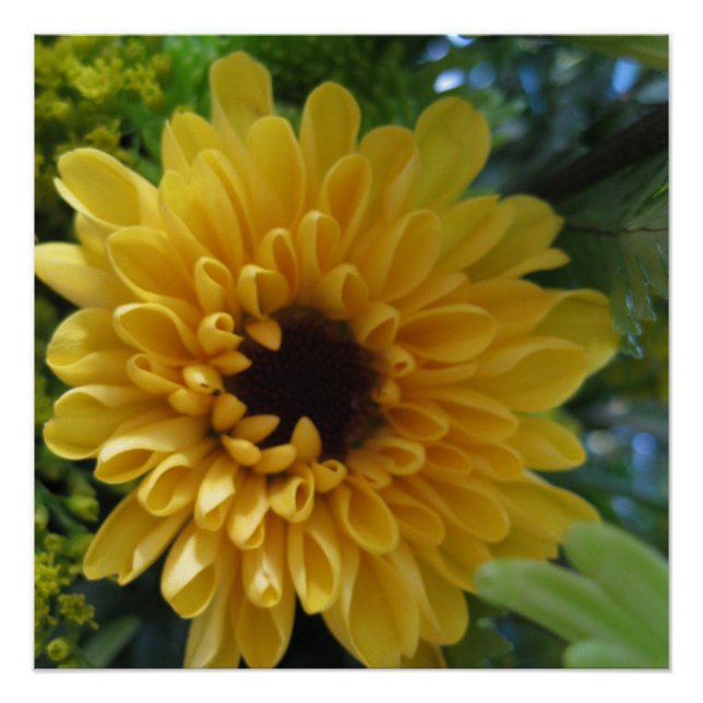 Affiche de Fleur Jaune (Devant)