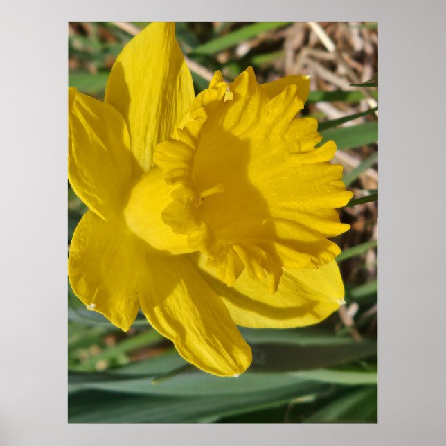 Affiche de fleur jaune (Devant)