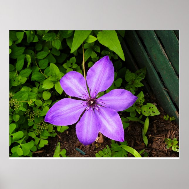Affiche de fleur violette (Devant)