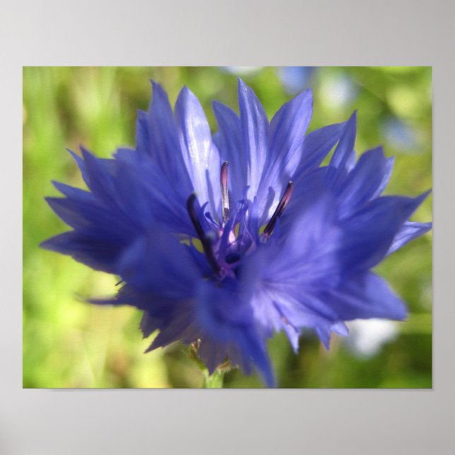 Affiche de fleurs (Devant)