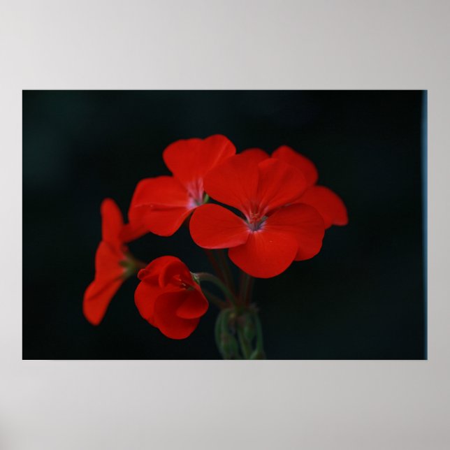 Affiche de fleurs rouges incroyables (Devant)