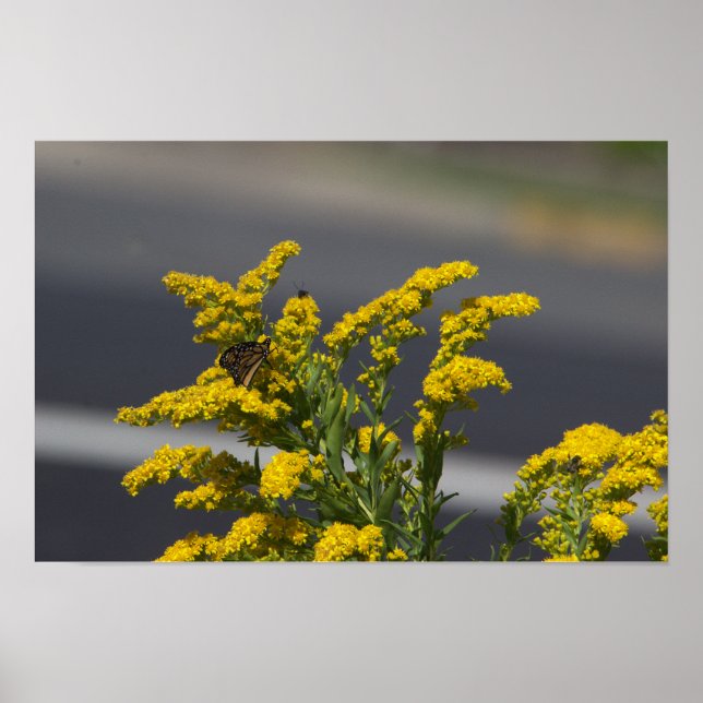 Affiche de fleurs sauvages jaunes avec papillon (Devant)