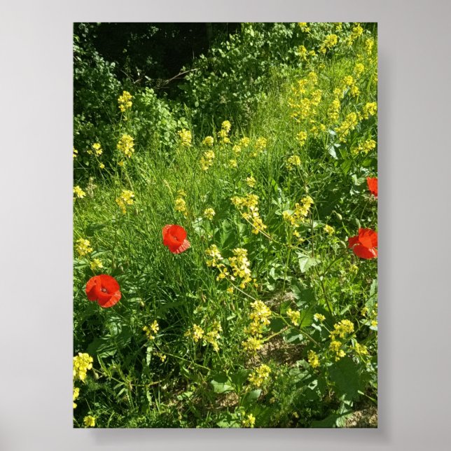 Affiche de fleurs sauvages rouges dans une prairie (Devant)