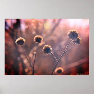 Affiche de fleurs sauvages séchées de marais d'hiv