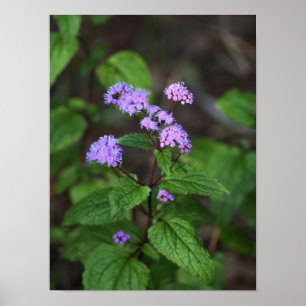 Affiche de fleurs sauvages violettes