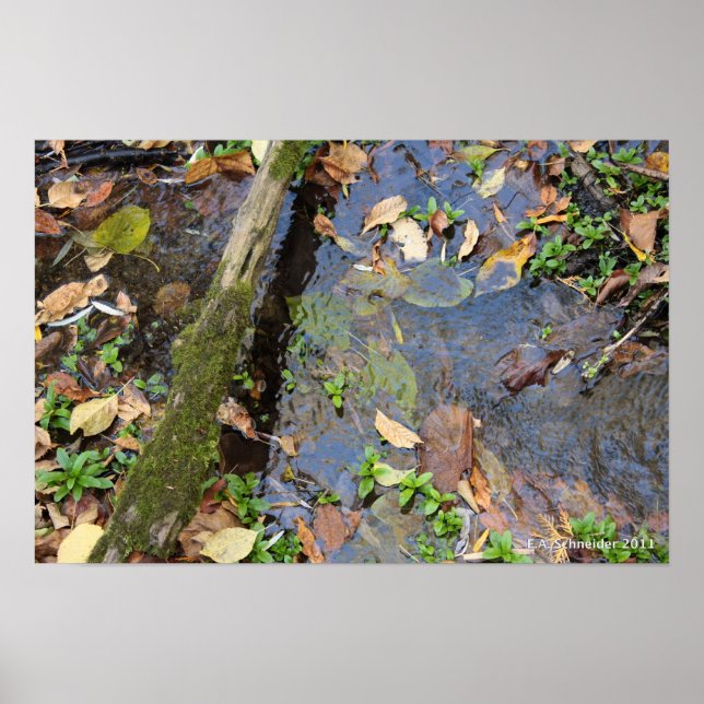 Affiche de Forest Creek (Devant)