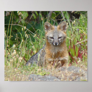 Affiche de Fox gris