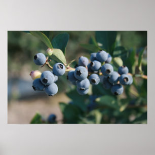 affiche de fruit de myrtilles