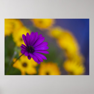 Affiche de gerbera violet parmi les fleurs jaunes