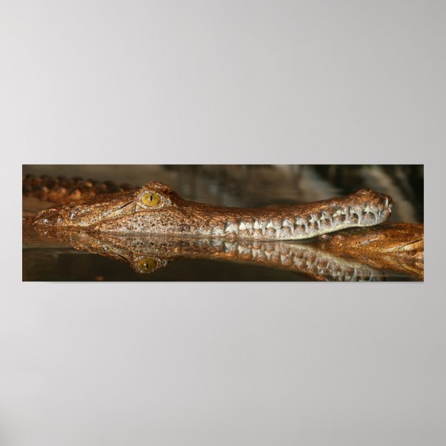 Affiche de Gharial (Devant)