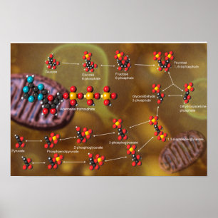 Affiche de glycolyse