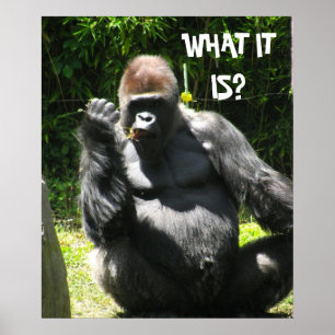 affiche de GORILLA GREETING