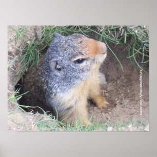Affiche de Groundhog