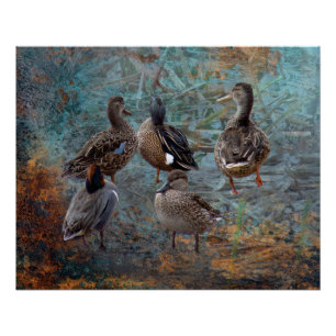 affiche de groupe de canards