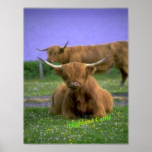 Affiche de Highland-Cattle