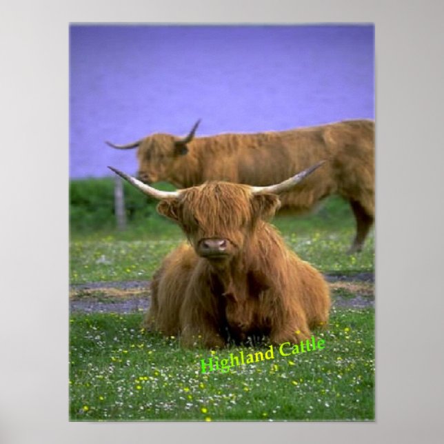 Affiche de Highland-Cattle (Devant)