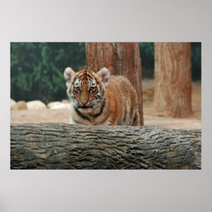 Affiche de jeune tigre