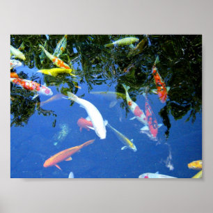 Affiche de Koi