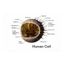 Affiche de la cellule humaine