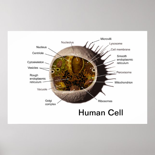 Affiche de la cellule humaine (Devant)