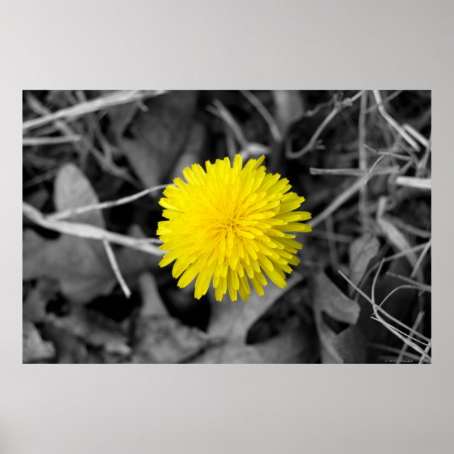 Affiche de la chute de Dandelion (Devant)