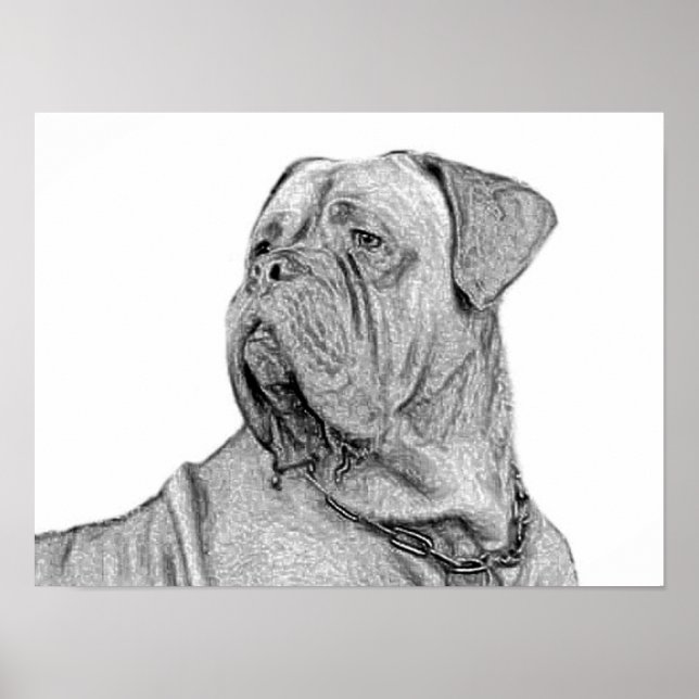 Affiche de la Dogue de Bordeaux (Devant)