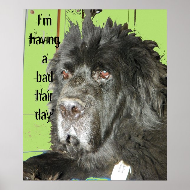 Affiche de la Fête des Cheveux des Chiens de Terre (Devant)