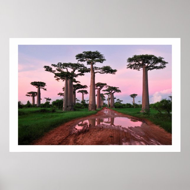 affiche de la forêt de baobab Africa de 8.99 (Devant)