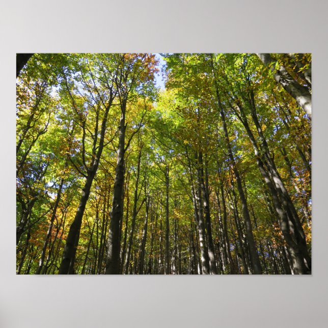 Affiche de la forêt de Bieszczady (Devant)