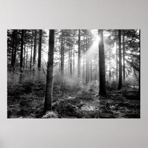 affiche de la forêt mystique