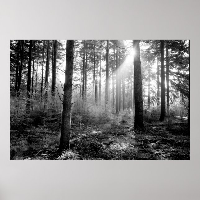 affiche de la forêt mystique (Devant)