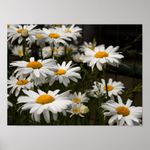 Affiche de la marguerite d'été