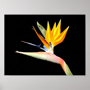 Affiche de la plante oiseau de paradis