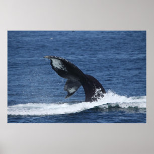 affiche de la queue des baleines à bosse